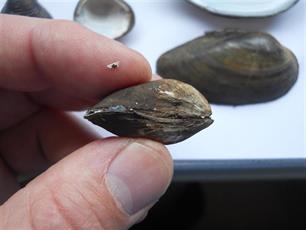 Onstuitbare opkomst van de quaggamossel