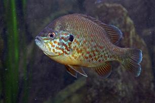 Onstuitbare zonnebaarzen