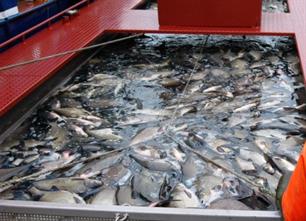 Ontheffing zegenvisserij verleend