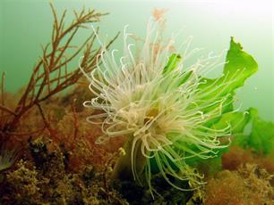 Openingen Brouwersdam om 'dode' Grevelingenmeer te redden (video)
