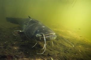 Opmars meerval in kaart gebracht