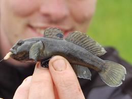 Opmars van de zwartbekgrondel gestuit?