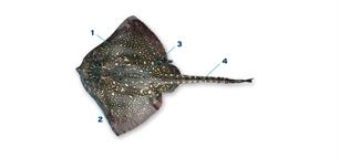 Opmerkelijk: ook roggen kauwen (video)