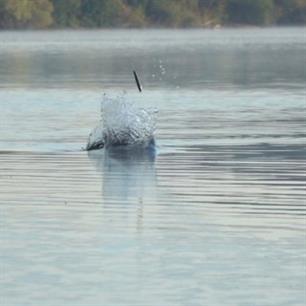 Oppervlaktespektakel met de 'VIS TD"
