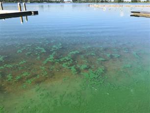 Oprukkende blauwalg door warmte