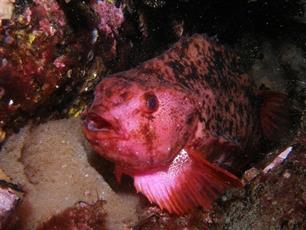 Over rotte vis en apekool ; Schelden met vissen door de eeuwen heen