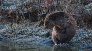 Over terrorbevers, populisme en sportvissers