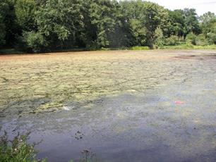 Overlast waterplanten onderzocht Rijn en IJsselgebied