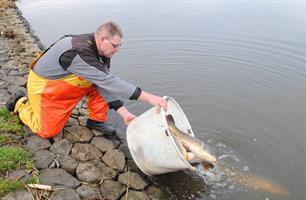 Overzet karpers Oostvaardersplassen naar Markermeer gestart