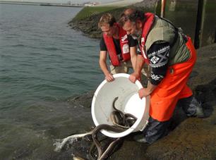Paling over de dijk : Effectief samenwerken aan aalherstel