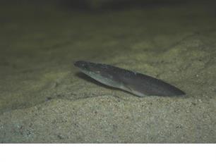 Paling uit de grote rivieren is vergiftigd