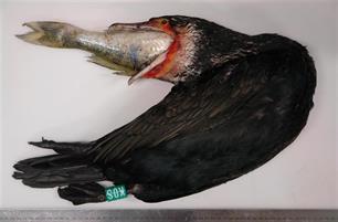 Pas op voor de snoekbaars