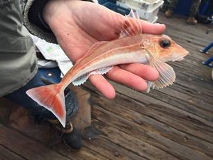 Pijlstaartrog, grauwe poon en goudbaars op MijnVISmaat!