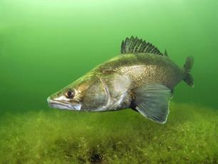 Plan zonne-atollen IJsselmeer definitief van de baan