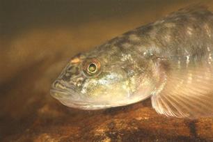 Pontische stroomgrondel overspoelt IJsseldelta