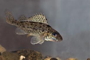 Pos: Kleine baarsachtige