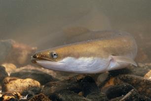 Postcode Loterij doneert € 2.000.000 aan 'Red Onze Paling'