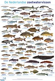 Poster de Nederlandse Zoetwatervissen