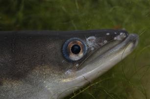 Praktisch aalherstel