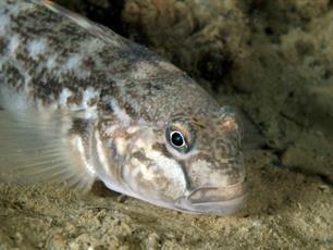 Primeur: naakte grondel gevangen in het Noordzeekanaal