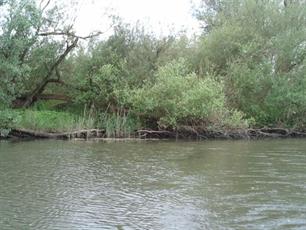 Rechtszaak over beroepsvisserij Biesbosch