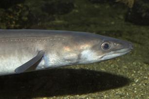 Recordclaims kongeraal