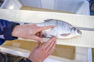 Resultaten visserijkundige onderzoeken 