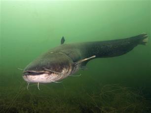 Reuzen in het veen : Onderzoek naar de Europese meerval in de Westeinderplassen