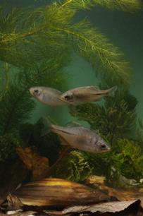 Rhodeus amarus is een exoot : “Hoge beschermingsstatus bittervoorn is overtrokken”