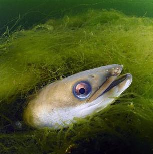 Risico's volksgezondheid: paling vol met gif