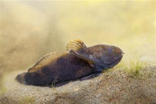 Rivierdonderpad in de schijnwerpers : Visserijkundig onderzoek met de zaklamp