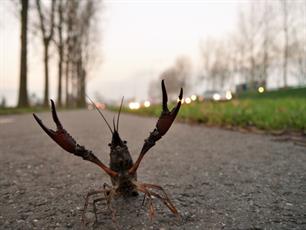 Rivierkreeften: wat kan en mag je ermee?