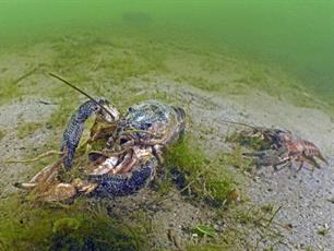 Rivierkreeften zijn blijvertjes