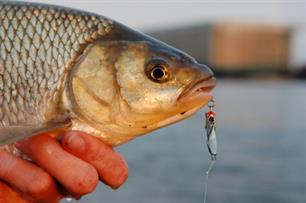 Roofvissen: klein kunstaas voor 'mega voorn'