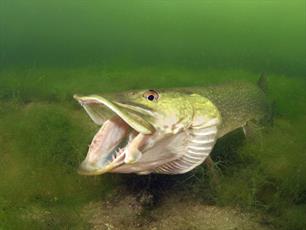 Roofvissen: snoek onder de loep