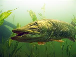 Roofvissen - snoeken in nieuwe tijden (video)