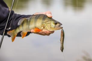 Roofvissen: topwater baarzen