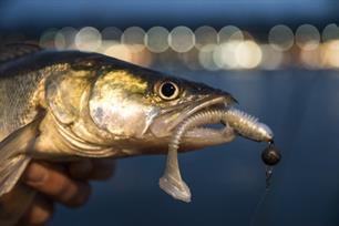 Roofvissen: what's in a name