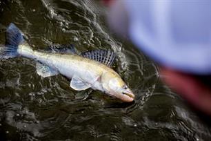 Roofvissen - zomertips voor de roofvisser