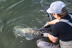 Roofvissen: zomertips