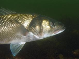 Ruim 160 kilo zeebaars in beslag genomen in de Europoort