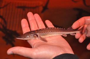 Ruim drie miljoen subsidie voor de Groen Blauwe Rijn Alliantie