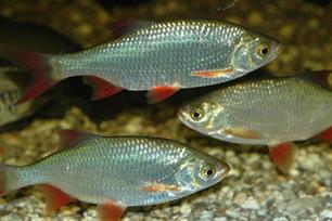 Ruisvoorn ; gidssoorat voor een ecologisch gezond polderwatersysteem