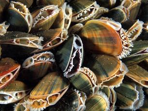 'Schelpdierbanken overleven alleen met visverbod'