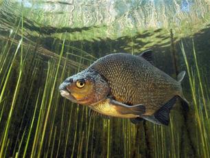 Schuivende visstanden