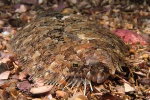 Schurftvis, een onbekende platvis - bijvangst