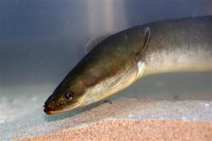 Sekspartners niet te vinden voor de Europese aal