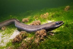 Shortcuts voor paling