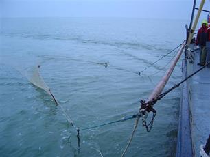 Slepen, kuilen en korren : Vismonitoring IJsselmeer beslist geen sinecure