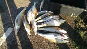 Snoek- en zeebaarsstropers gepakt